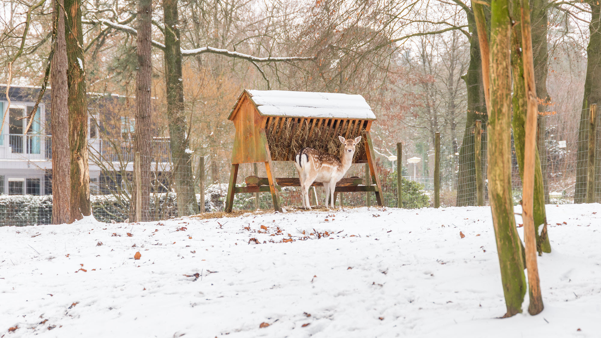 Molecaten winter in een bungalow in het bos 7