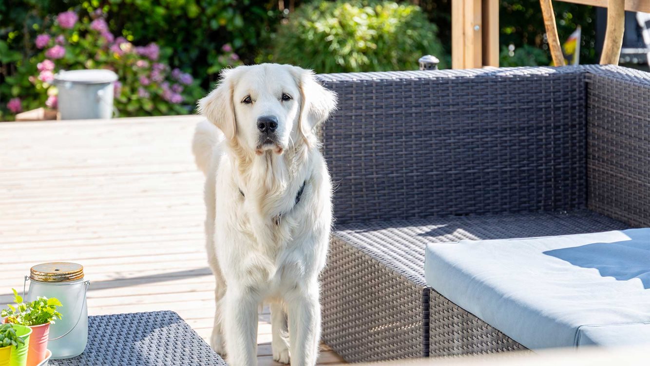 Vaste staanplaats Molecaten Park Hoogduin 12