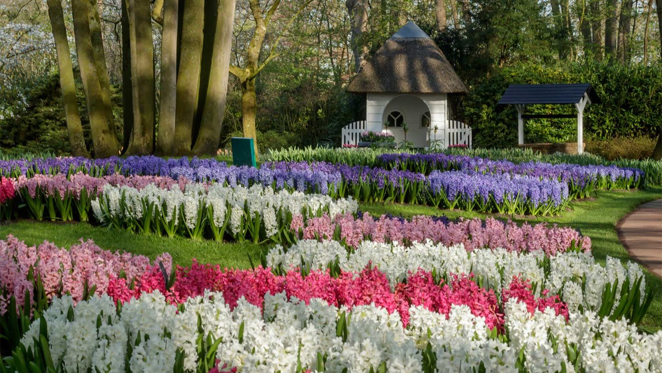 Keukenhof 2