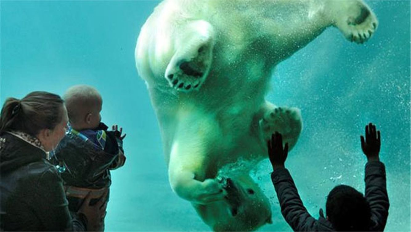 DiergaardeBlijdorp 1